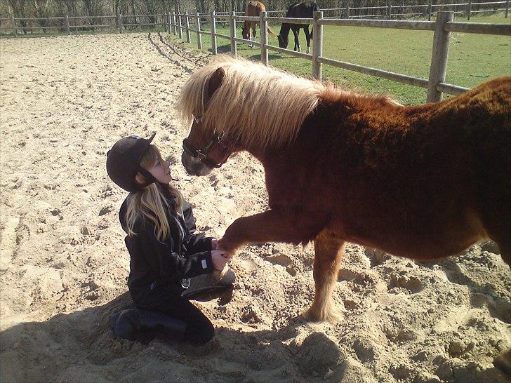 Shetlænder victor (lånepony) - gi-pote victor og kysse billede 15