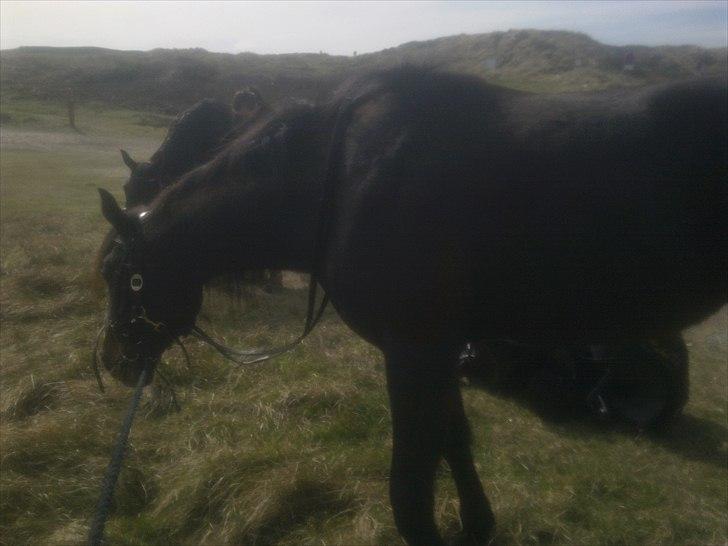 Traver Kostonia Hedebo billede 12