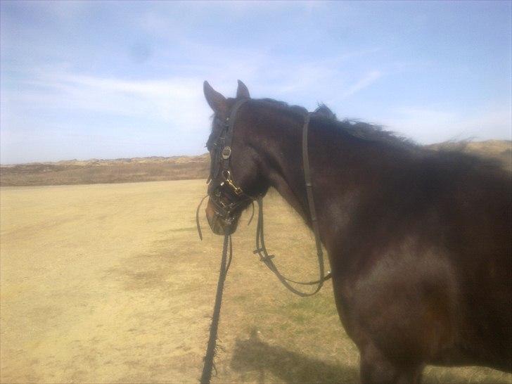 Traver Kostonia Hedebo - hvad er dog det her for en underlig travbane....gg billede 13