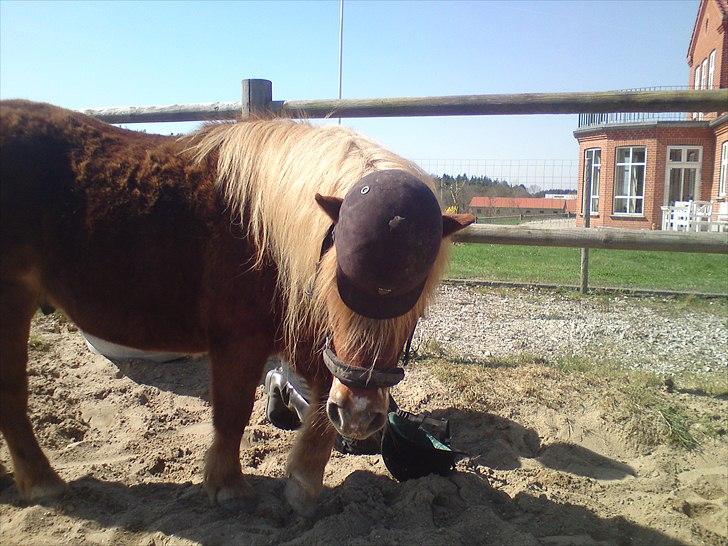 Shetlænder victor (lånepony) - man skal altid huske ridehjelmen hvis himlen nu falder ned :)!!!!!!!!!!! billede 16