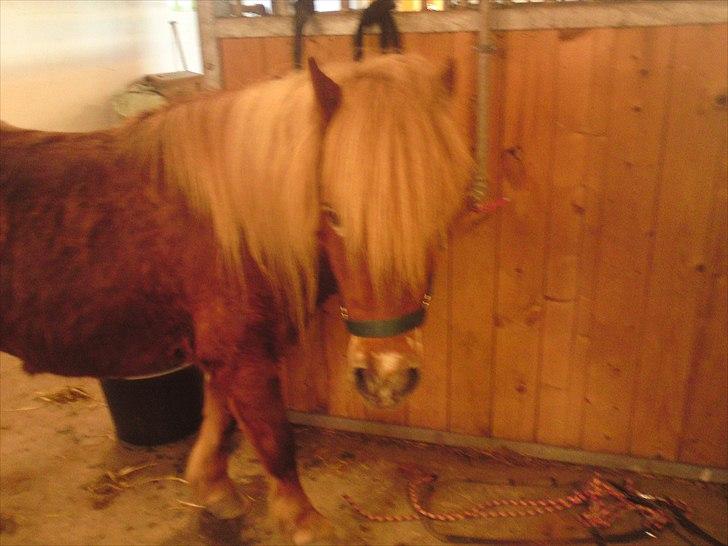 Shetlænder victor (lånepony) - viggemussen på staldgangen billede 17