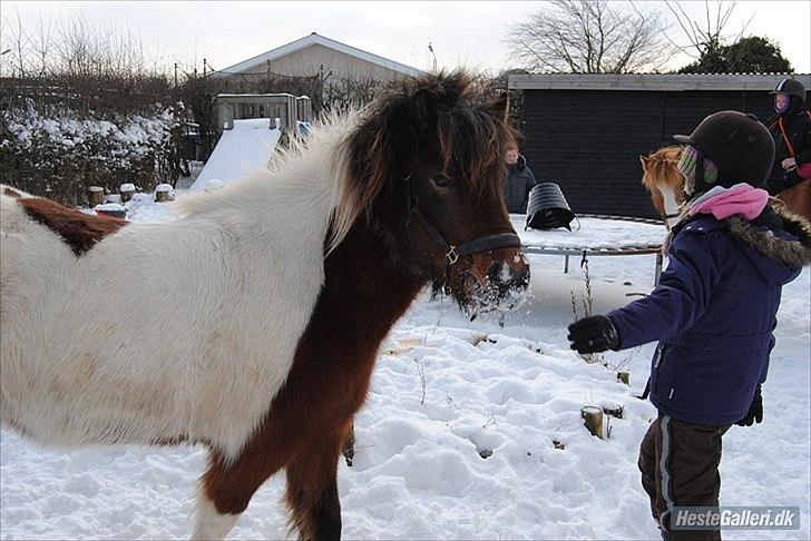 Islænder vera - det store er ikke at være det ene eller det andet, men at være  sig selv og det formår hver eneste væsen hvis det vil<3 billede 10