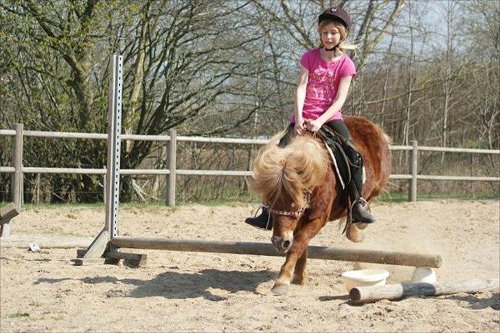 Shetlænder victor (lånepony) - ved ikke hvorfor jeg ser sådan ud  i ansigtet haha :):) billede 18