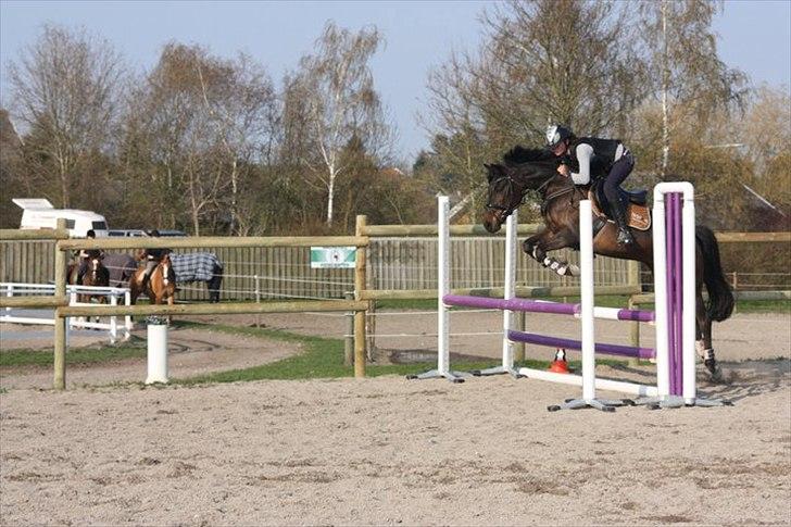 Tysk Sportspony Minella billede 8