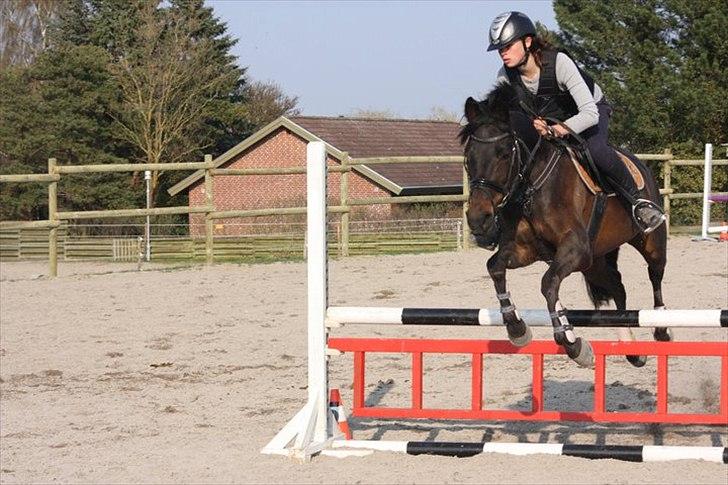 Tysk Sportspony Minella billede 10