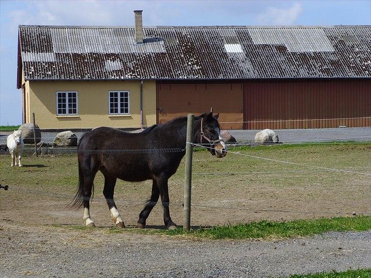 New Forest Cherie billede 3