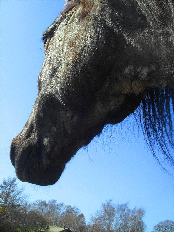 Anden særlig race Sonny  - hvor der er vilje er der en vej !<3 billede 8