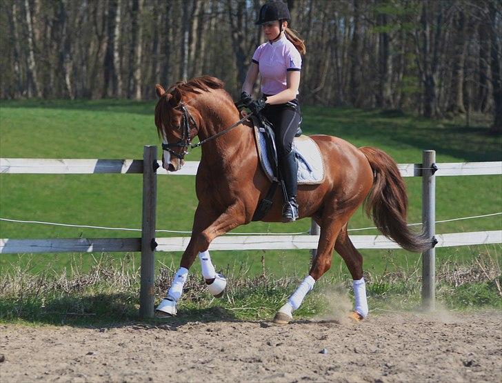 Tysk Sportspony Charming Boy [avlshingst] - Galop. Foto: Pia d. 19/04-2011 billede 8