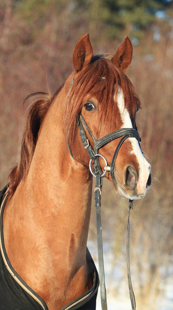 Tysk Sportspony Charming Boy [avlshingst] - Foto: Pia d. 20/02-2011 billede 7