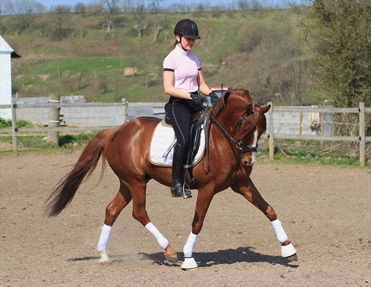 Tysk Sportspony Charming Boy [avlshingst] - Trav igen. Foto: Pia d. 19/04-2011 billede 6