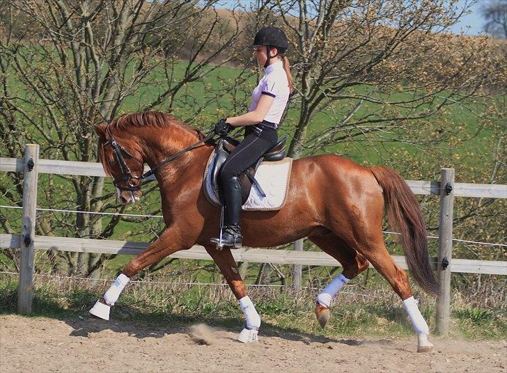 Tysk Sportspony Charming Boy [avlshingst] - Mere trav. Foto: Pia d. 19/04-2011 billede 5
