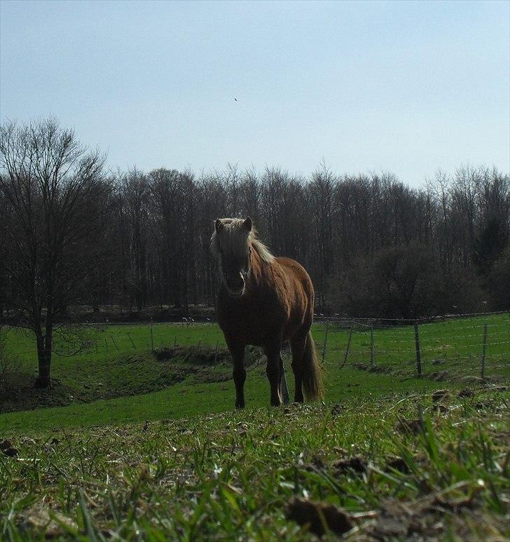Islænder Fjóla fra freersvang  billede 16