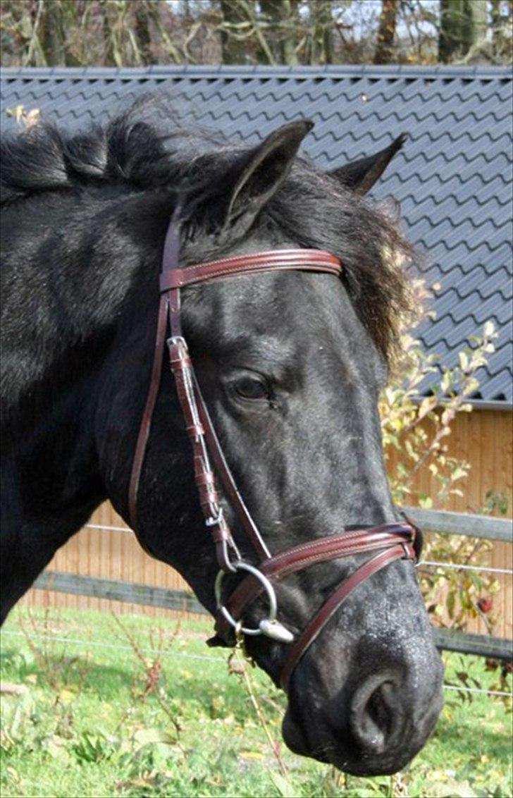 Frieser Berber van Woltefreden billede 2