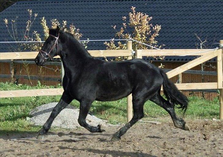 Frieser Berber van Woltefreden billede 4