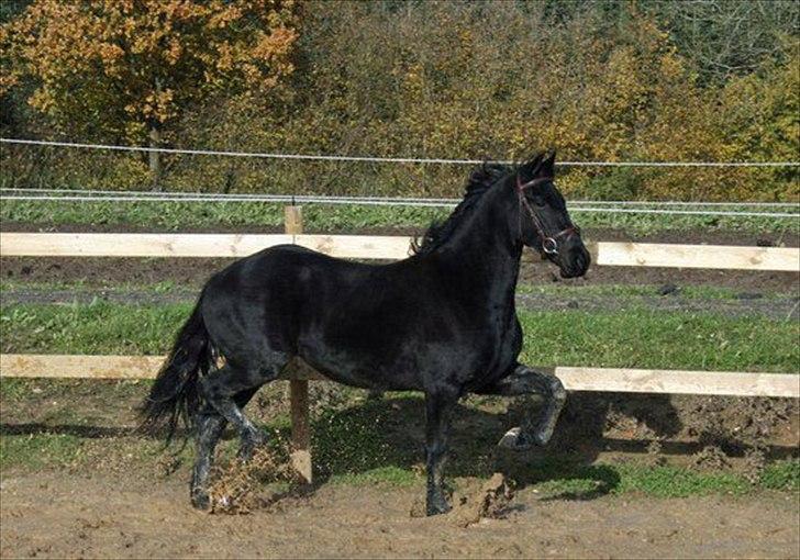 Frieser Berber van Woltefreden billede 5