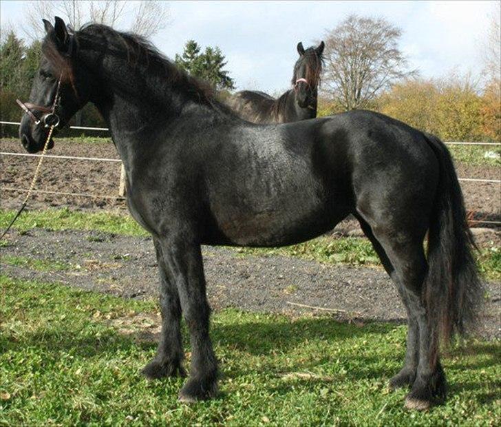 Frieser Berber van Woltefreden billede 6