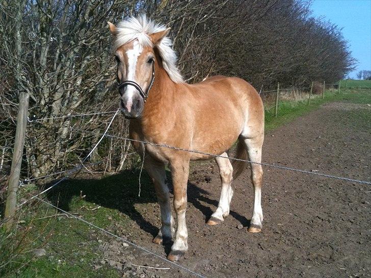 Haflinger Dexter - 15. april 2011 billede 3