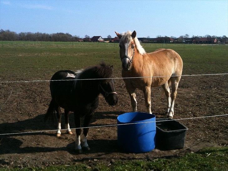 Haflinger Dexter - 15. april 2011 billede 5