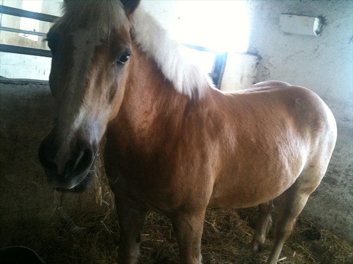 Haflinger Dexter - 11. april 2011 billede 12