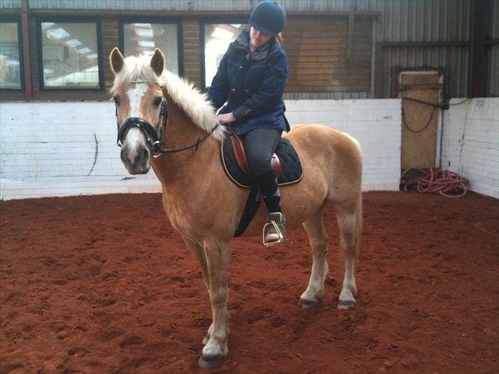 Haflinger Dexter - 14. april 2011 billede 14