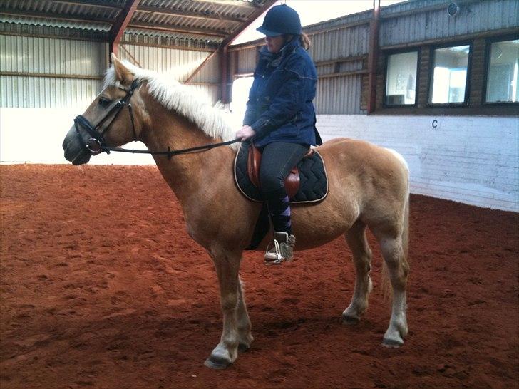 Haflinger Dexter - 14. april 2011 billede 15