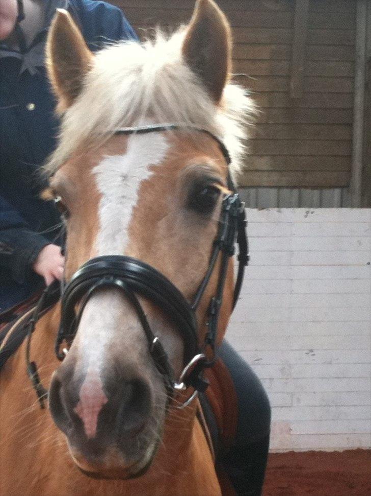 Haflinger Dexter - 14. april 2011 billede 16