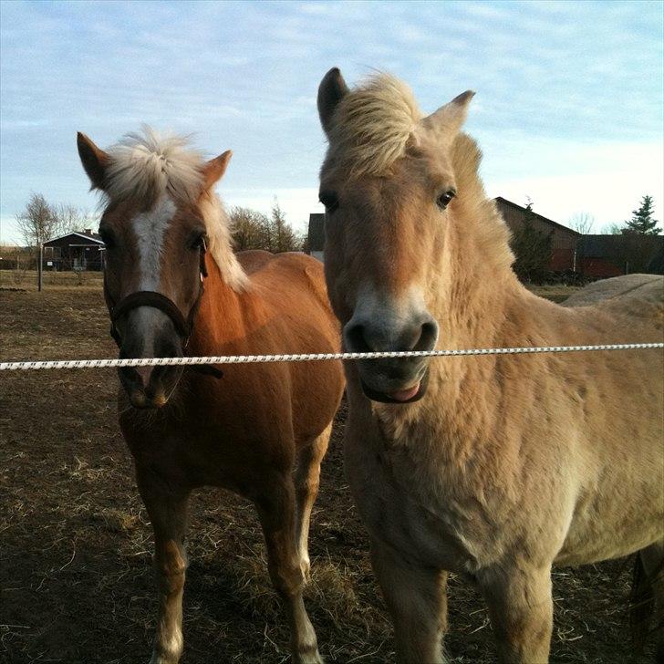 Haflinger Dexter - 27. marts 2011 billede 18