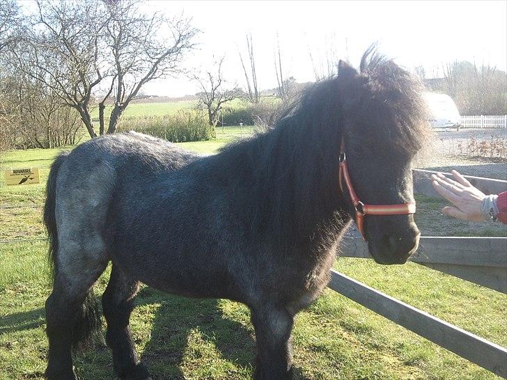 Anden særlig race JOKER! <3 billede 7