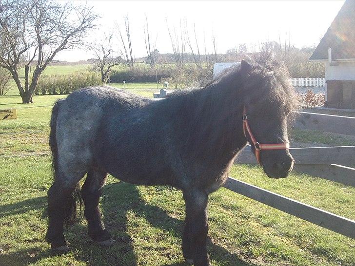 Anden særlig race JOKER! <3 billede 8