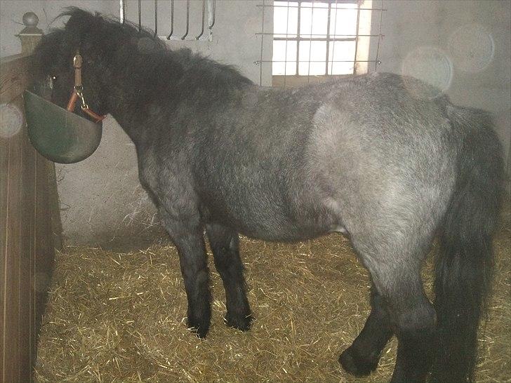 Anden særlig race JOKER! <3 billede 9