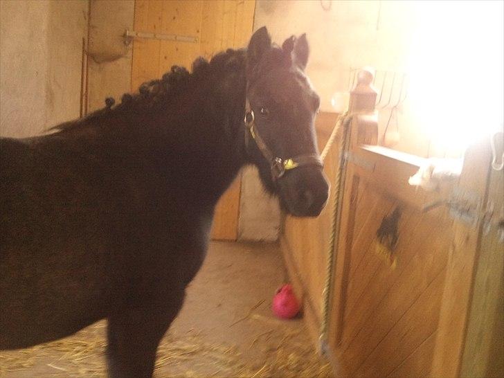 Anden særlig race JOKER! <3 billede 10