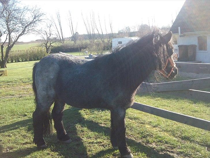 Anden særlig race JOKER! <3 billede 11