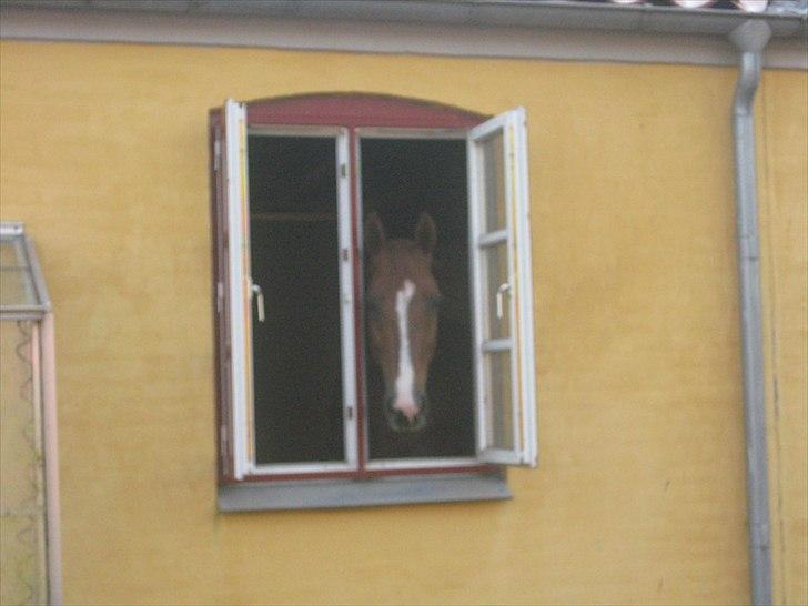 Dansk Varmblod Tai Shine  billede 12