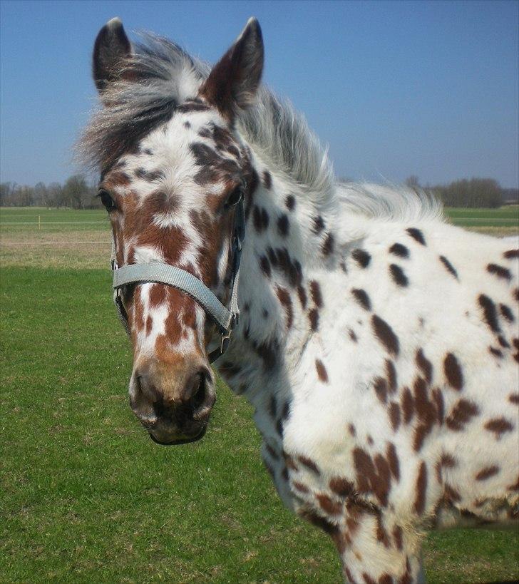 Knabstrupper lobi (kalde navn) billede 18