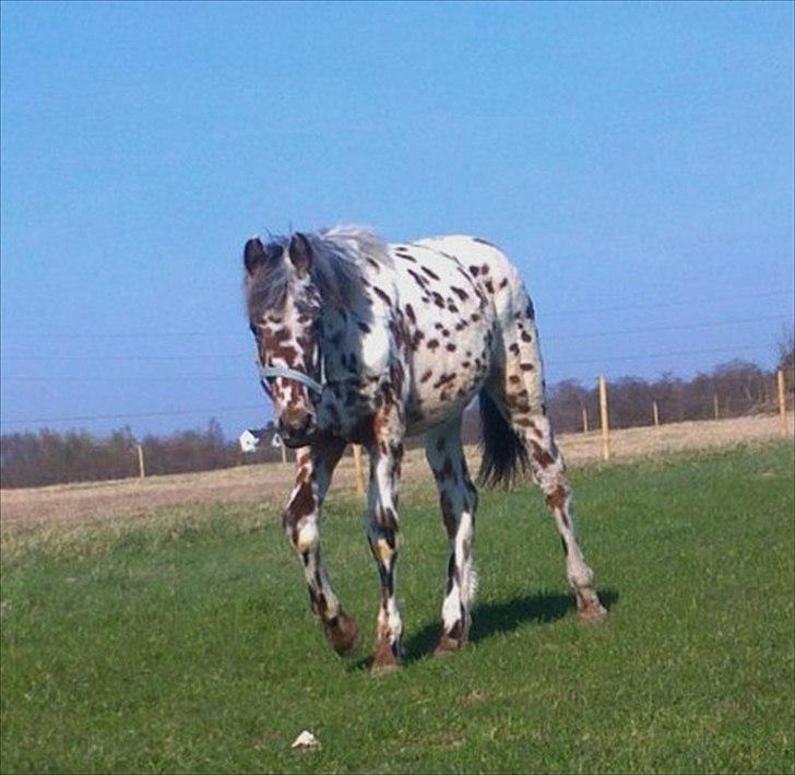 Knabstrupper lobi (kalde navn) billede 20