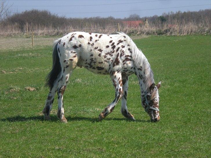 Knabstrupper lobi (kalde navn) billede 11