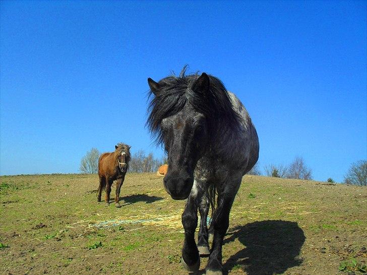 Anden særlig race Sonny  billede 9