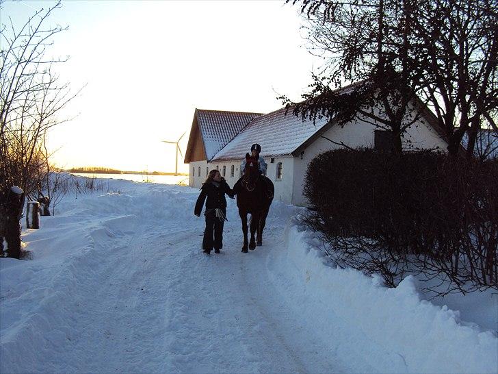 Anden særlig race jardih billede 9