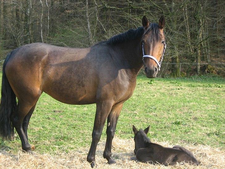 Anden særlig race Adelaide - Adde med med hendes lille følle billede 9