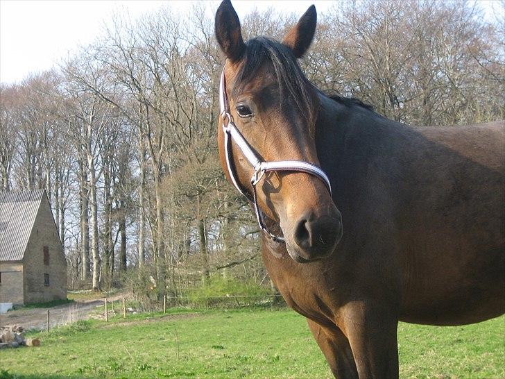 Anden særlig race Adelaide - Smukke Adde billede 11