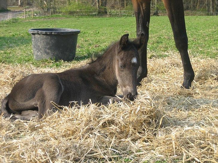Anden særlig race Adelaide - A Sunday Surprice ligger lige og hygger:o) billede 12