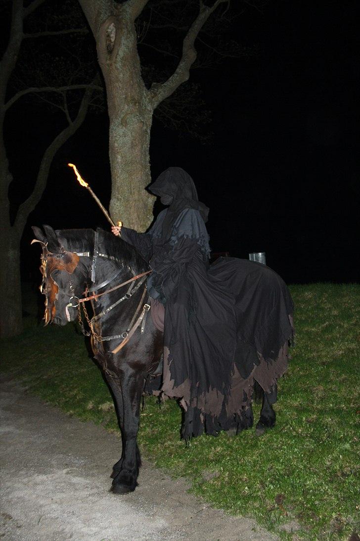 Frieser Wijtske HD - sort rytter ved nyborg slot billede 11