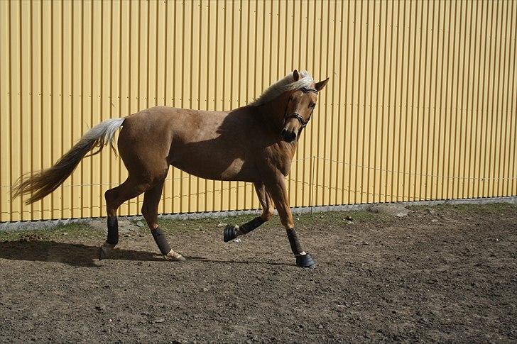 Palomino Tania Bambini - på bane i april 2011 billede 6