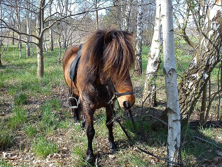 Islænder Dagfari fra jestrup <3 billede 13