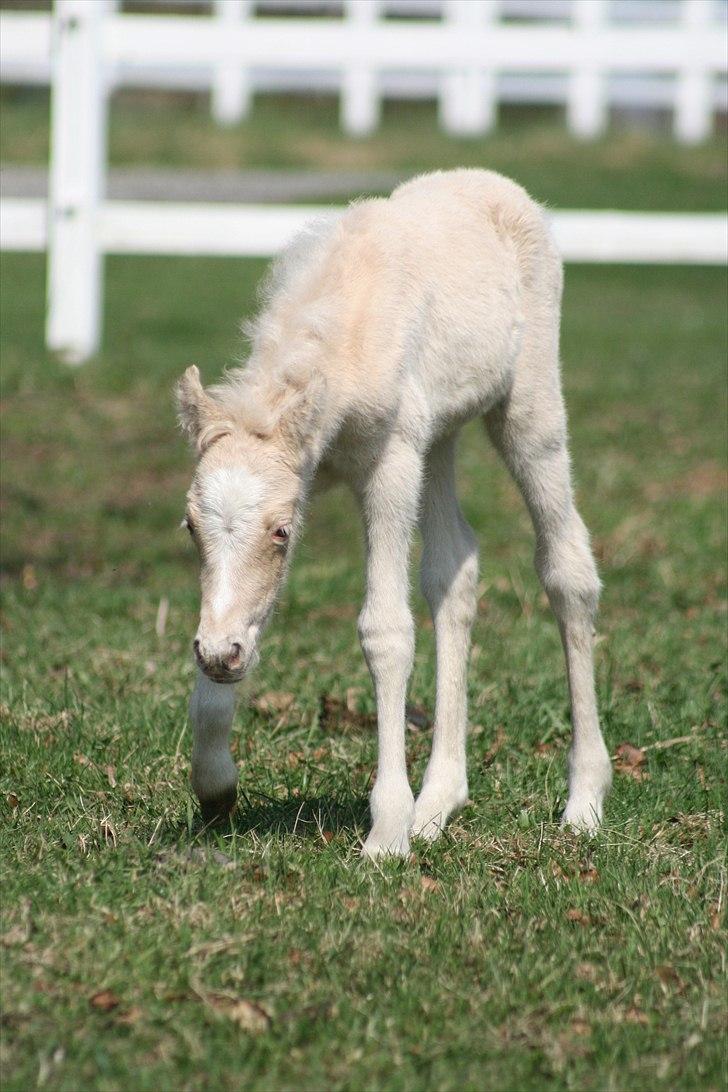 Welsh Partbred (Sec F) Magnificent Mila billede 7