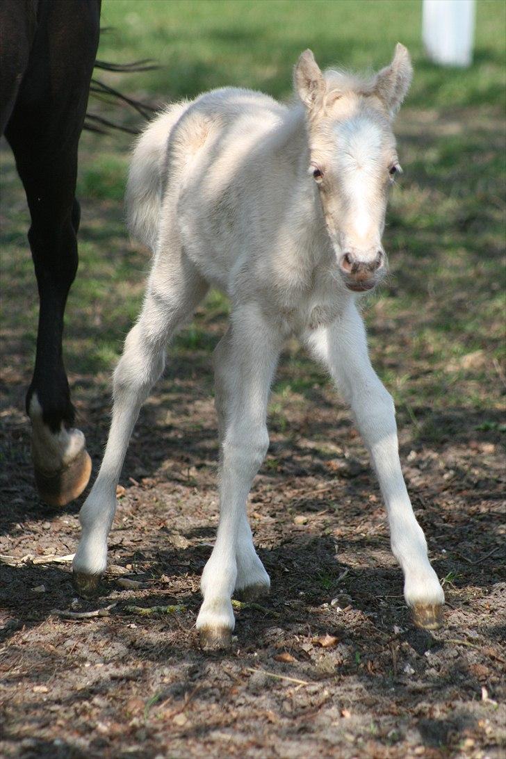 Welsh Partbred (Sec F) Magnificent Mila billede 3