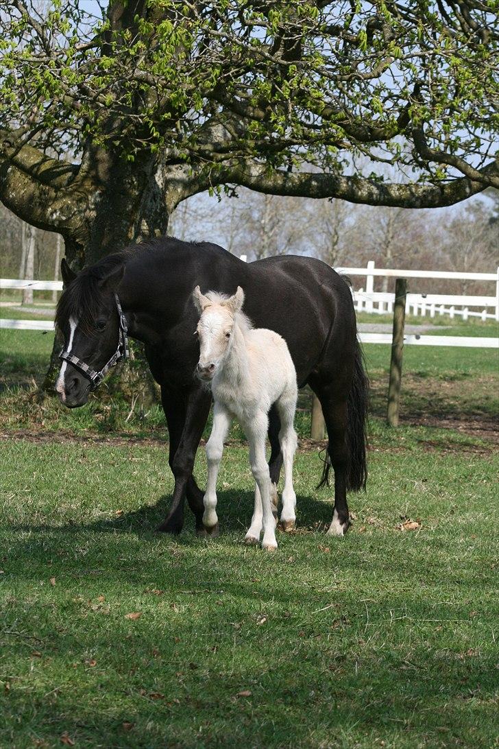 Welsh Partbred (Sec F) Magnificent Mila billede 4