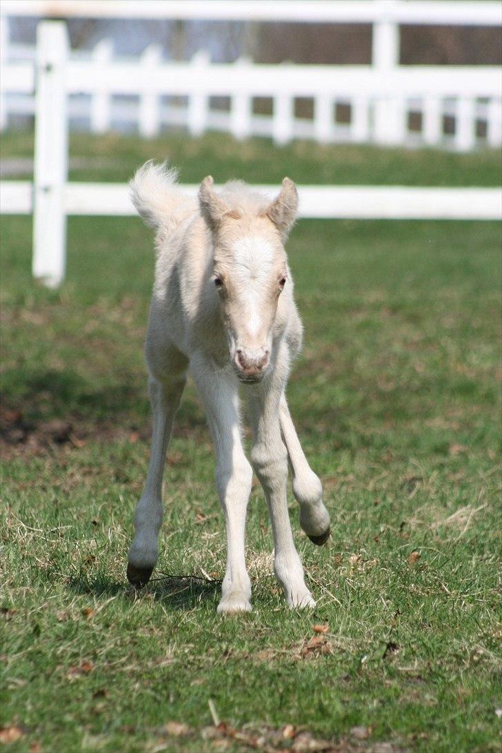 Welsh Partbred (Sec F) Magnificent Mila billede 6