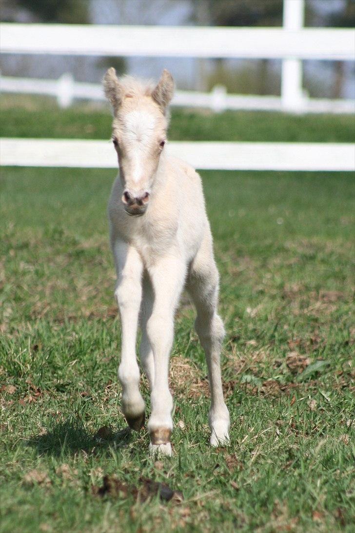 Welsh Partbred (Sec F) Magnificent Mila billede 2