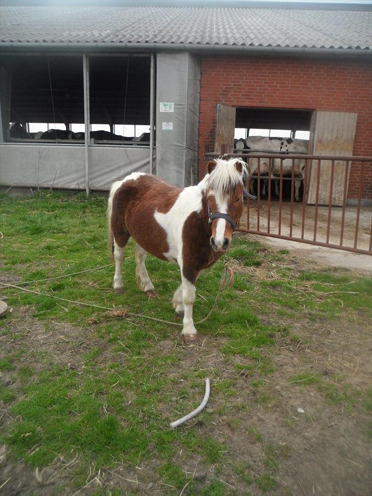 Shetlænder Tulle. - Haløøøøjsa :) billede 10